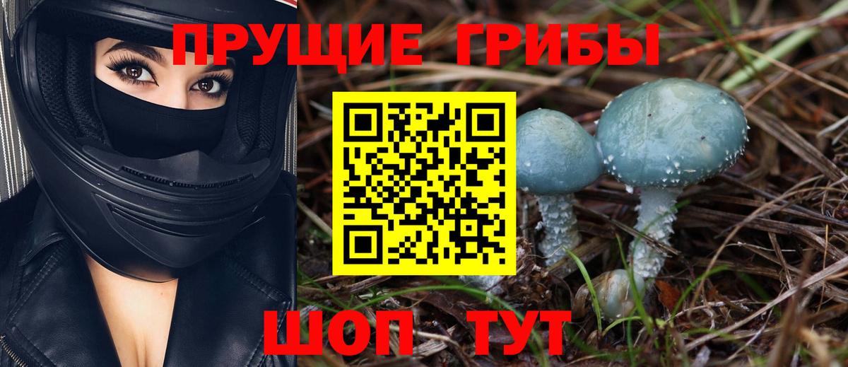 Галлюциногенные грибы Psilocybine cubensis Дербент